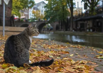 Eight kittens die of bird flu, pet owners warned to be alert