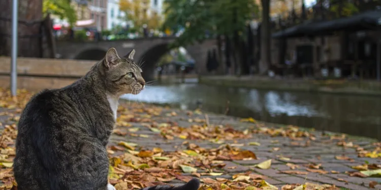 Eight kittens die of bird flu, pet owners warned to be alert