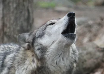 Gelderland extends its licence to shoot its “problem wolf”