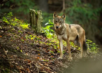Wolf is shot dead in Utrecht but is the the “right” one?