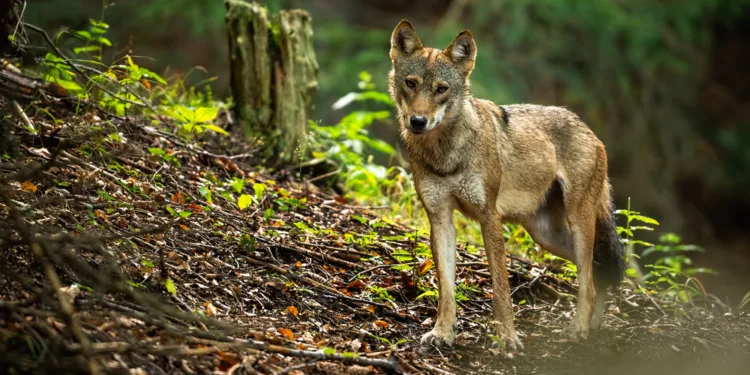 Wolf is shot dead in Utrecht but is the the “right” one?