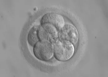 Ban on use of embryos created for science set to be lifted