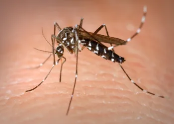Tiger mosquito could soon be here to stay, warns minister