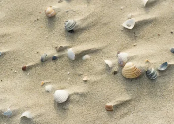 Bones in sand and at sea solve two missing persons cases