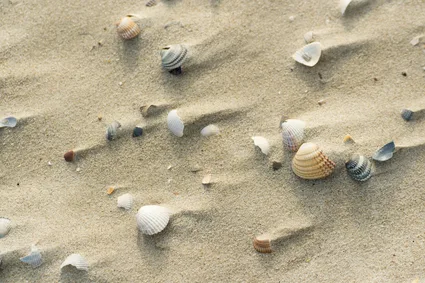 Bones in sand and at sea solve two missing persons cases