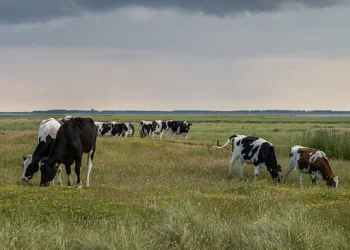 Brussels stops Dutch farmers spreading more manure than allowed