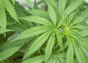 Joint research: Wageningen team resurrect ancestral cannabis