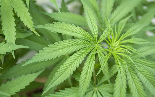 Joint research: Wageningen team resurrect ancestral cannabis