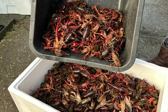 News, features, sport and art: The best of Dutch News in 2026