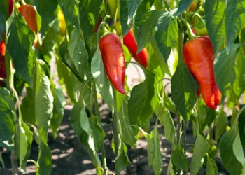 Bell peppers top list for pesticide residues on vegetables
