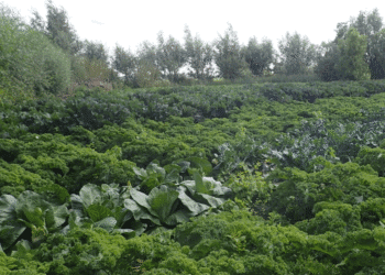 Largest Dutch organic vegetable nursery goes bust