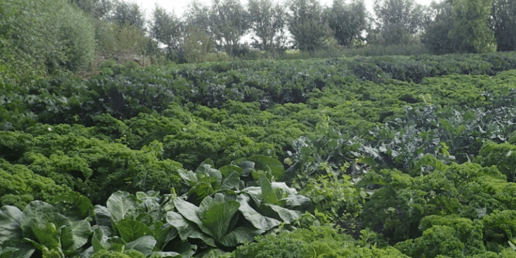 Largest Dutch organic vegetable nursery goes bust