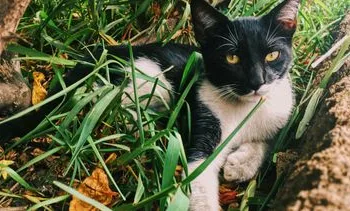 Politie waarschuwt voor sadistische babbeltruc met verminkte kat