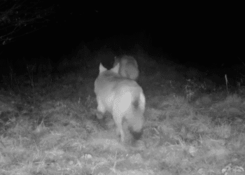 Wolf with tracker swims over rivers, travels 30 kilometres a day