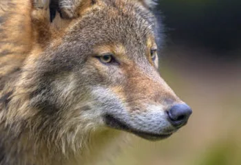Drenthe primary school closed after “wolf” spotted nearby