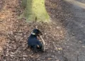Dogs banned from Breda woods because they are polluting
