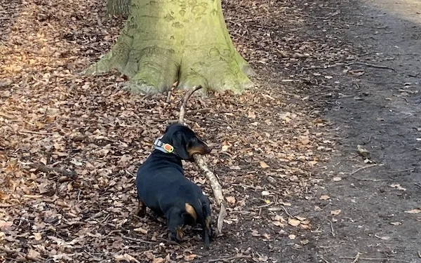 Dogs banned from Breda woods because they are polluting