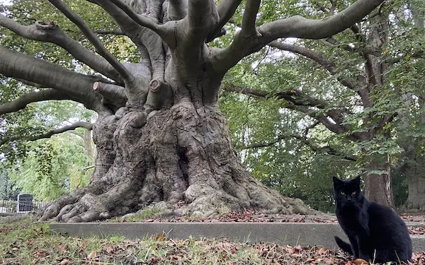 Enschede crematorium tests cleaner hydrogen-powered ovens