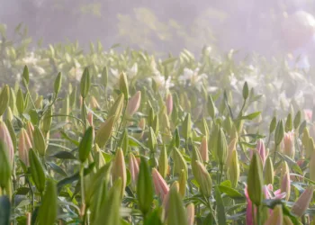 Locals win right to know which pesticides are used near them