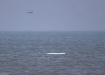 Leave the beluga alone, says whale protection organisation