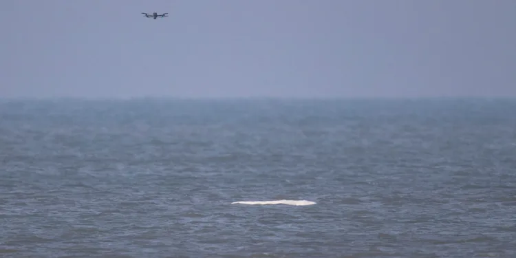 Leave the beluga alone, says whale protection organisation