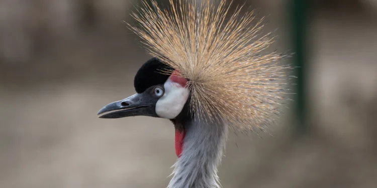 Crowned crane that mourned its mate is taken to bird refuge
