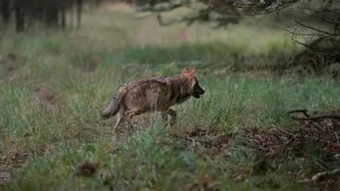 Aantal wolvenaanvallen op vee afgelopen jaar fors gestegen