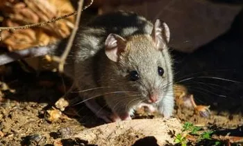 Last van muizen of ratten? Pas op voor nep-ongediertebestrijders
