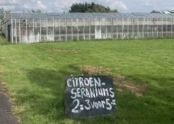 Many cut flower growers are flouting pesticide regulations