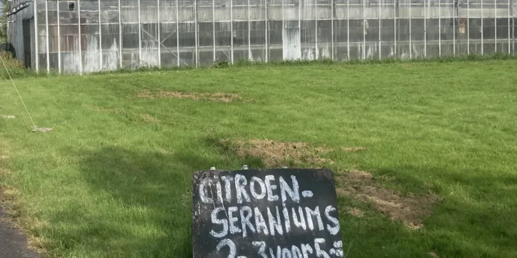 Many cut flower growers are flouting pesticide regulations