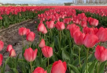 As spring approaches, farmers are ignoring pesticide permits