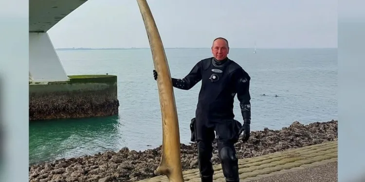 Museum’s whale jawbone, dumped at sea, is back on show again