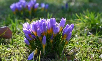 Zit er al (een vleugje) lenteweer aan te komen?