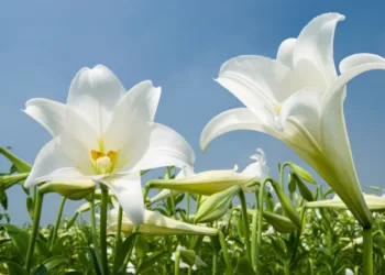 Dutch council goes it alone with restrictions on lily growing
