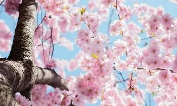 Heerlijk weer op komst, wat is in Nederland ‘een normale lente’?