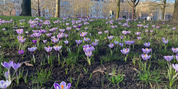 Spring arrives with record-breaking weather across NL