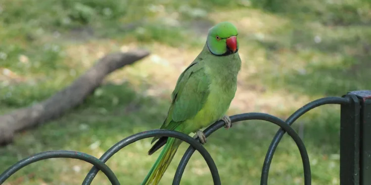 Pesky parakeets are delaying work on Binnenhof even more