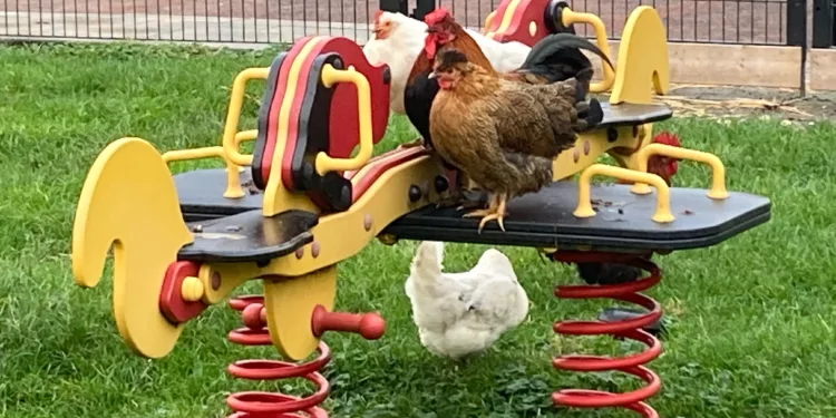 Worms are the main source of PFAS in free-range eggs: RIVM