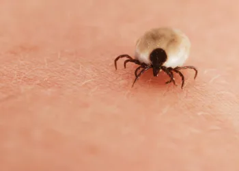 Check your bits: uptick in tick bites as season starts