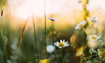 De lente keert terug, lekker zacht weer op komst