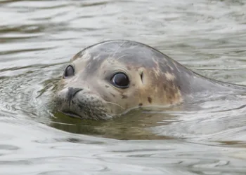 Scientists to probe falling common seal numbers in Wadden Sea