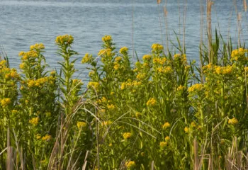 Groningen tries to tackle common ragwort – by electrocuting it