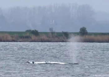 Bultrug Timmy weet op eigen kracht los te komen voor Duitse kust