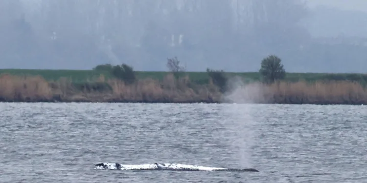 Bultrug Timmy weet op eigen kracht los te komen voor Duitse kust