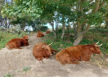 Coastal dunes named as Netherlands’ newest national park