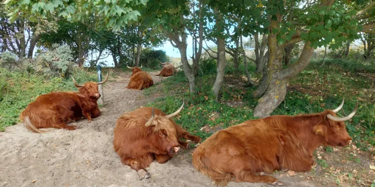 Coastal dunes named as Netherlands’ newest national park