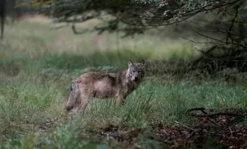 Minder meldingen wolvenaanvallen op vee in eerste drie maanden