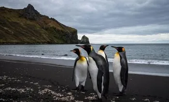 Keizerspinguïn door klimaatverandering nu bedreigde diersoort