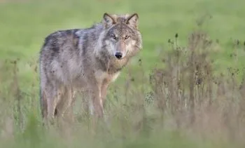 Deze maatregelen neemt het kabinet tegen probleemwolven
