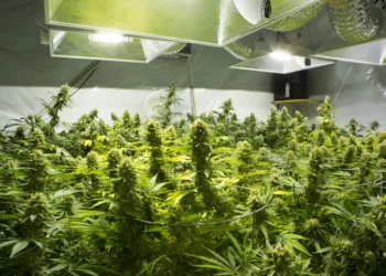 One year of “legal” Dutch cannabis, with no signs of crime